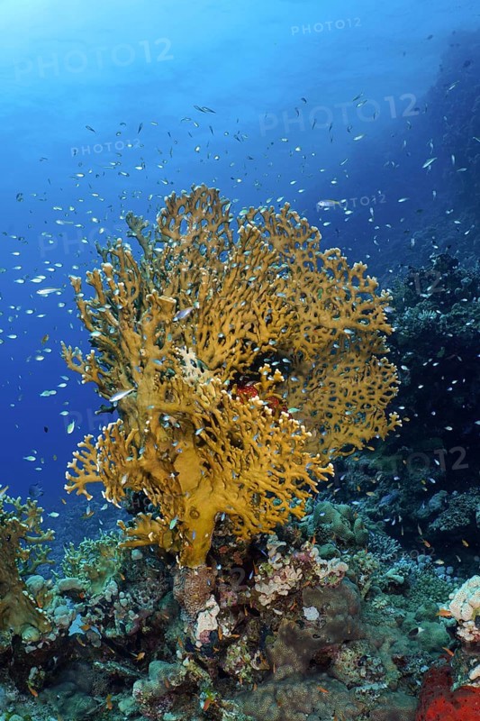 Net fire coral (Millepora dichotoma), school of Red Sea Glassfish (Parapriacanthus guentheri), Dive Site House Reef, Mangrove Bay, El Quesir, Egypt, Red Sea, Africa
