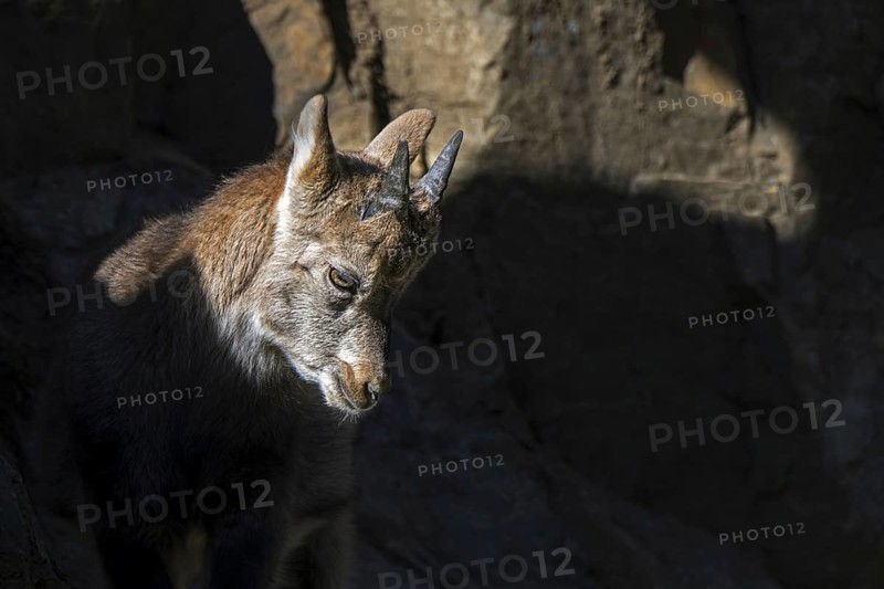 Close-up portrait of Alpine ibex (Capra ibex) kid, young with little horns on rock ledge in cliff face on mountain slope in autumn