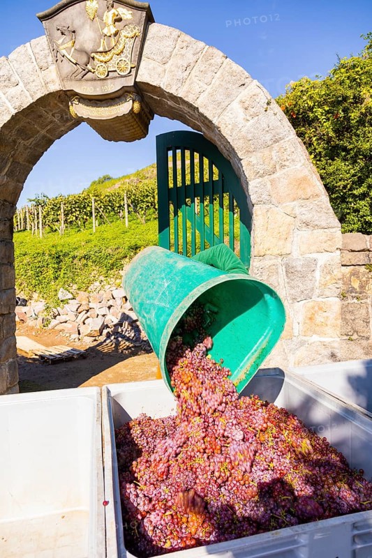 Saxon State Winery Schloss Wackerbarth press event for the grape grape harvest in the Goldener Wagen vineyard in Radebeul. Here, the winegrowers harvest the grapes for the Traminer Spätlese of the 2022 vintage in Saxony's premium vineyard. Freshly picked grapes are tipped from the heavy chutes into the transport tubs