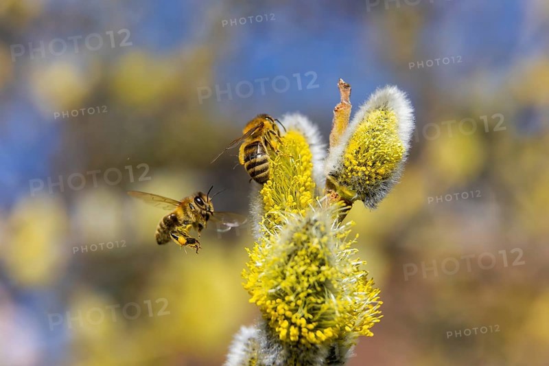 Willows bloom in a meadow, first wild bees fly to the catkins named and protected flowers to collect pollen