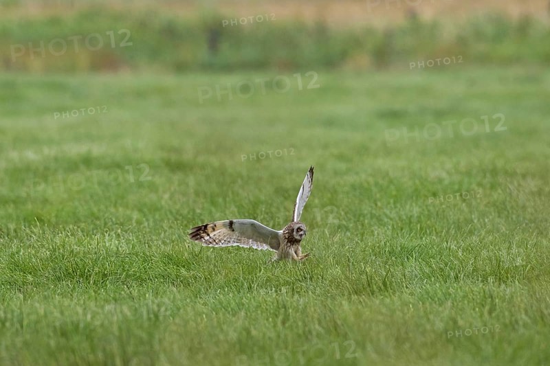 Short-eared owl (Asio flammeus) (Asio accipitrinus) in flight swooping down and grabbing mouse with talons in meadow