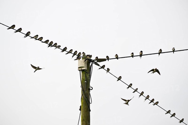 Barn swallows (Hirundo rustica) on telegraph line, Emsland, Lower Saxony, Germany, Europe