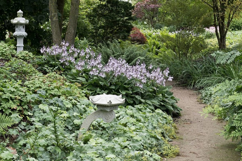 Stone lanterns in a perennial bed with hostas, geraniums and ferns (Mattheucia struthiopteris), Lower Saxony, Germany, Europe