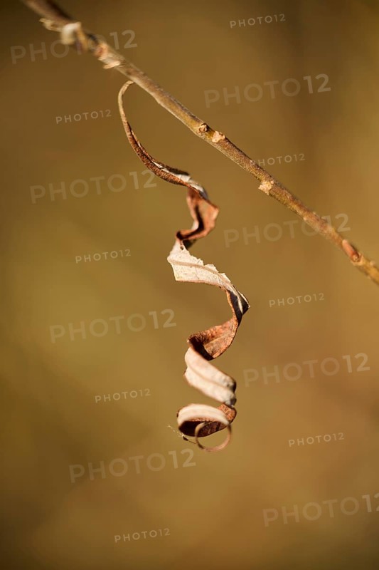 Eastern crack-willow (Salix euxina), dried leaf, detail, Upper Palatinate, Bavaria, Germany, Europe