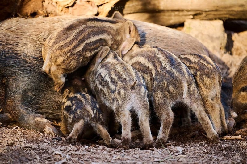 Wild boar (Sus scrofa) squeakers sucking on the tits of its mother in a forest, Bavaria, Germany Europe