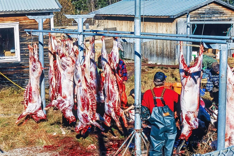 Slaughter of reindeer in autumn at Lapland in the northern of Sweden, Kvikkjokk, Lapland, Sweden, Europe