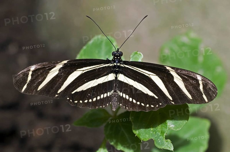 Zebra longwing (Heliconius charitonius) zebra heliconian, zebra butterfly on leaf, Costa Rica, Central America