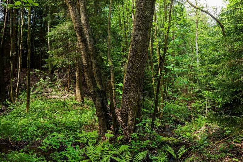 The Tharandt Forest, formerly known as the Grillenburg Forest, is a landscape in the centre of Saxony and lies southwest of the forestry town of Tharandt, south of the town of Wilsdruff