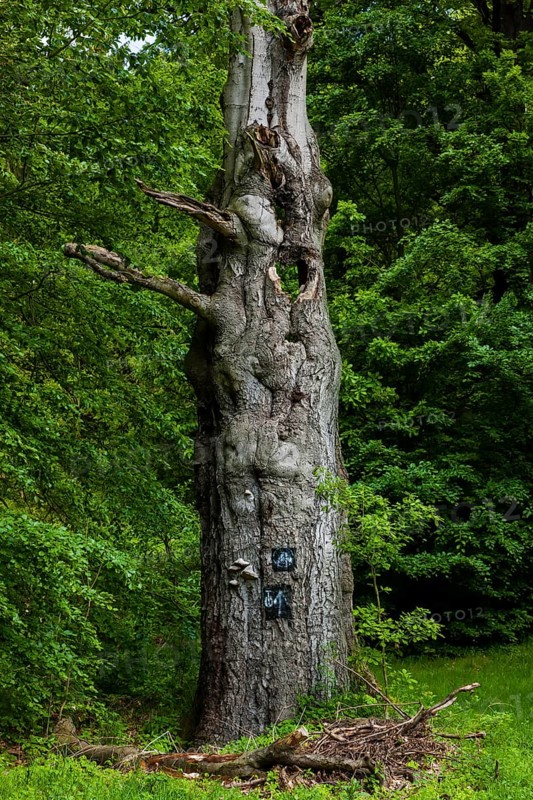 The Tharandt Forest, formerly known as the Grillenburg Forest, is a landscape in the centre of Saxony and lies southwest of the forestry town of Tharandt, south of the town of Wilsdruff