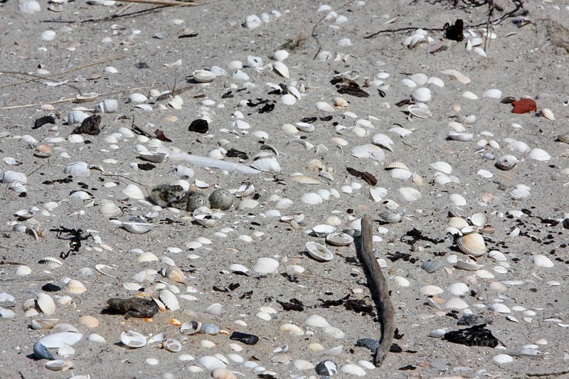 Ringed Plover (Charadrius hiaticula), clutch on the beach, search image, well camouflaged on the ground, newly hatched young in the clutch with eggs, Lower Saxon Wadden Sea National Park, East Frisian Islands, Lower Saxony, Germany, Europe