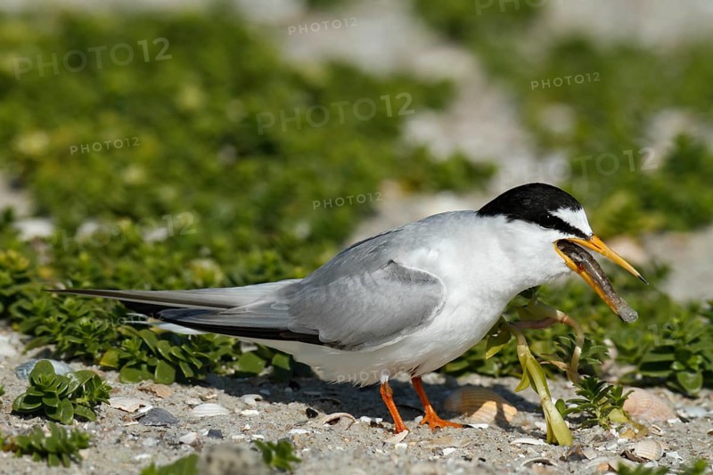Little Tern (Sternula albifrons), adult bird with fish in its beak, feeding, Lower Saxon Wadden Sea National Park, East Frisian Islands, Lower Saxony, Germany, Europe