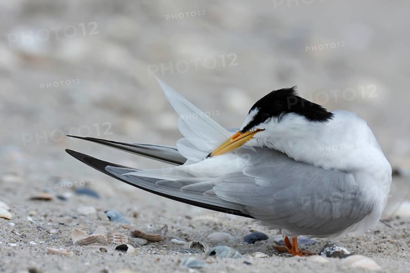 Little Tern (Sternula albifrons), grooming its feathers on the beach, Lower Saxony Wadden Sea National Park, East Frisian Islands, Lower Saxony, Germany, Europe