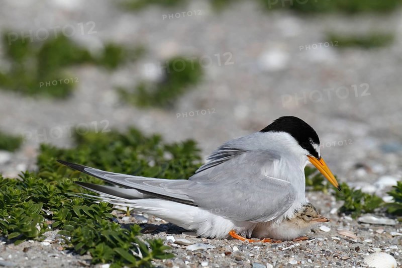 Little Tern (Sternula albifrons), adult bird hooting chicks, jumper being hooted, Lower Saxon Wadden Sea National Park, East Frisian Islands, Lower Saxony, Germany, Europe