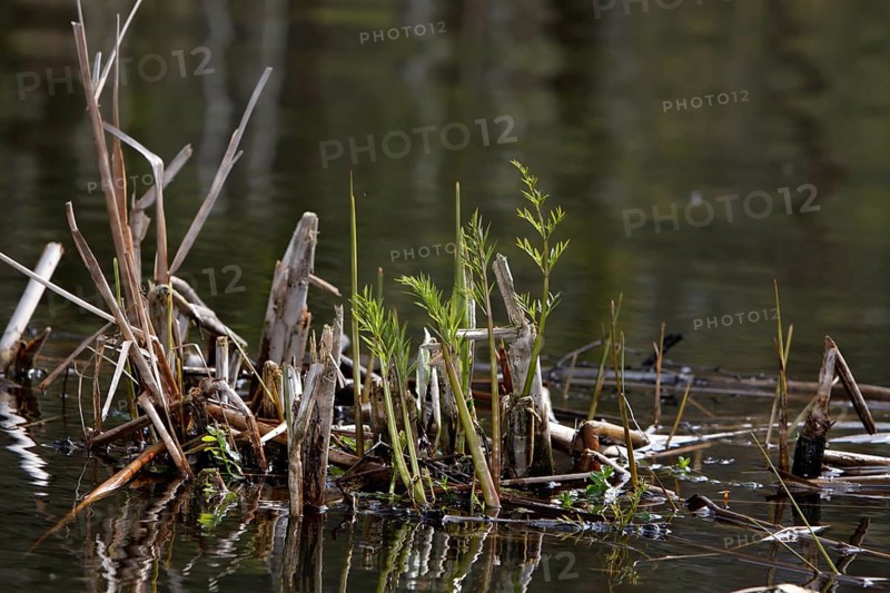 Floating vegetation, water fern, Müritz National Park, Mecklenburg-Western Pomerania, Germany, Europe