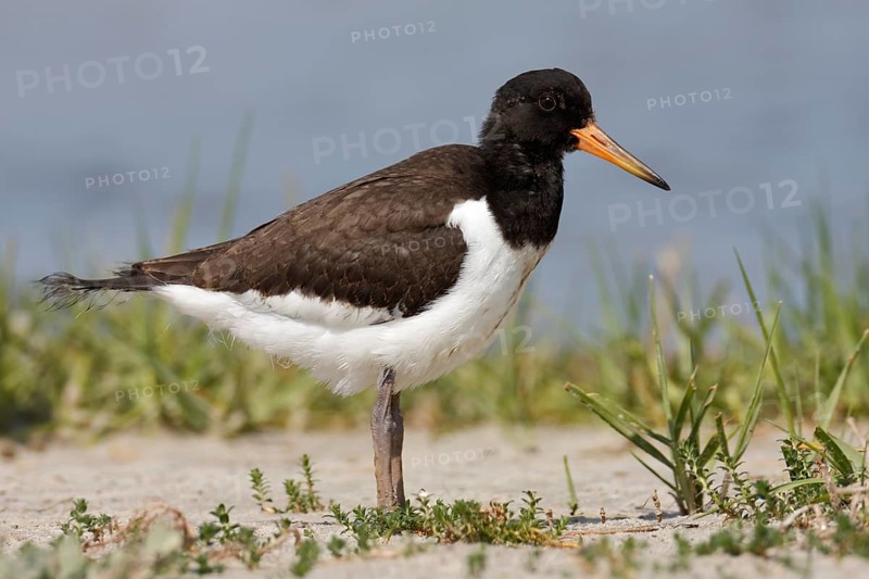 Eurasian oystercatcher (Haematopus ostralegus), immature individual in the salt marsh, Lower Saxon Wadden Sea National Park, East Frisian Islands, Lower Saxony, Germany, Europe