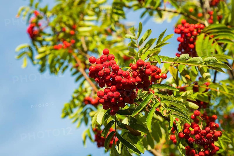 Mountain ash is an important food plant for animals. This has been proven so far for 31 mammal and 72 insect species, including 41 small butterflies and twelve weevils A total of 63 bird and 20 mammal species have been identified as users of the fruit