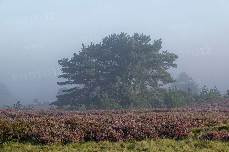 Heath landscape in early morning mist during the heath blossom m Lüneburger Heide nature reserve. Niederhaverbeck, Lower Saxony, Germany, Europe