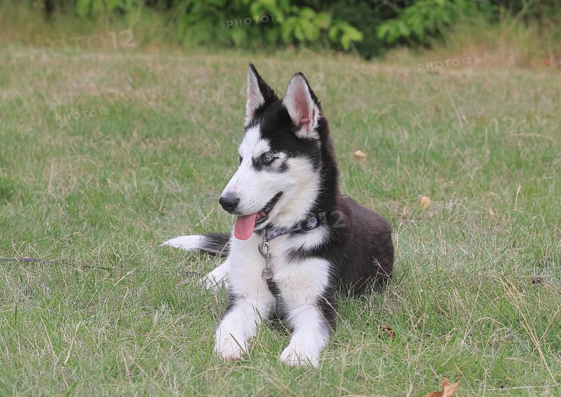 Siberian Husky female (Canis lupus familaris), 5 months, lying on a meadow, North Rhine-Westphalia, Germany, Europe