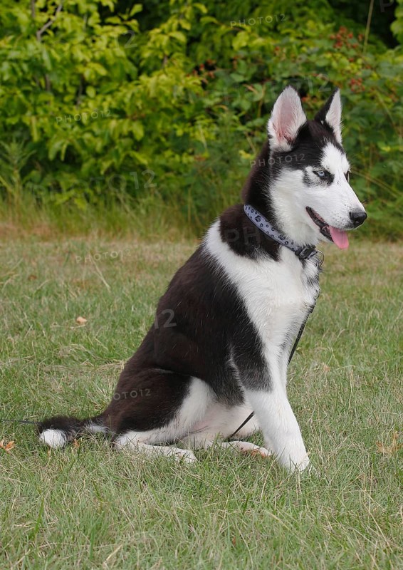 Siberian Husky female (Canis lupus familaris), 5 months, sitting on the meadow, North Rhine-Westphalia, Germany, Europe