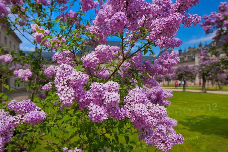 Pillnitz in spring