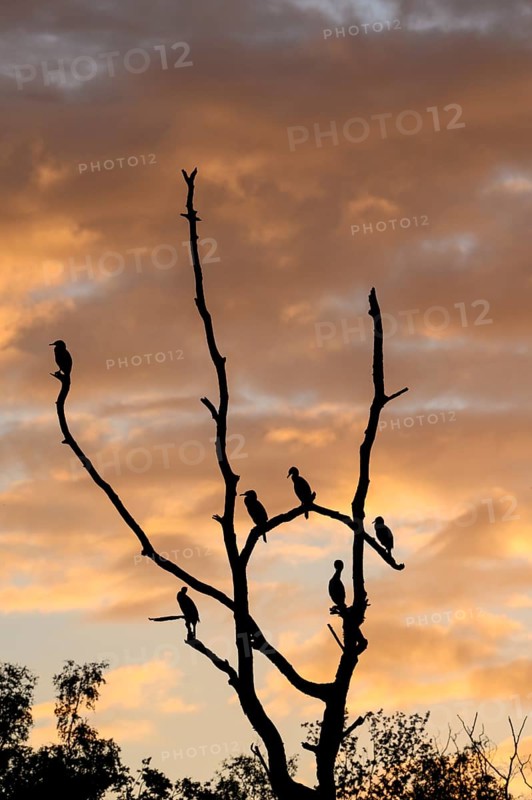 Great cormorant (Phalacrocorax carbo), resting group in a dead tree, mountain depression, at sunrise, Bottrop, Ruhr area, North Rhine-Westphalia, Germany, Europe