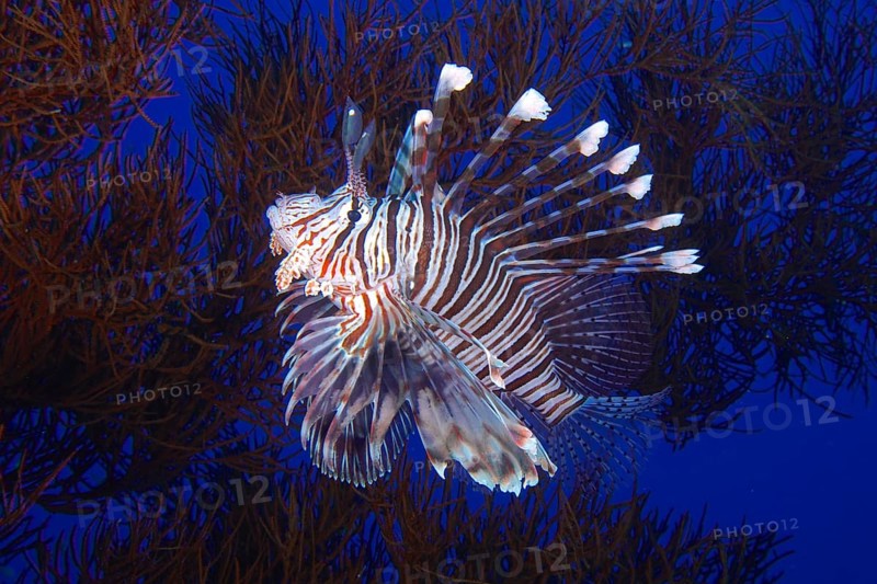 Indian (lionfish Pterois miles) in black wire coral (Antipathes dichotoma), St Johns reef dive site, Saint Johns, Red Sea, Egypt, Africa