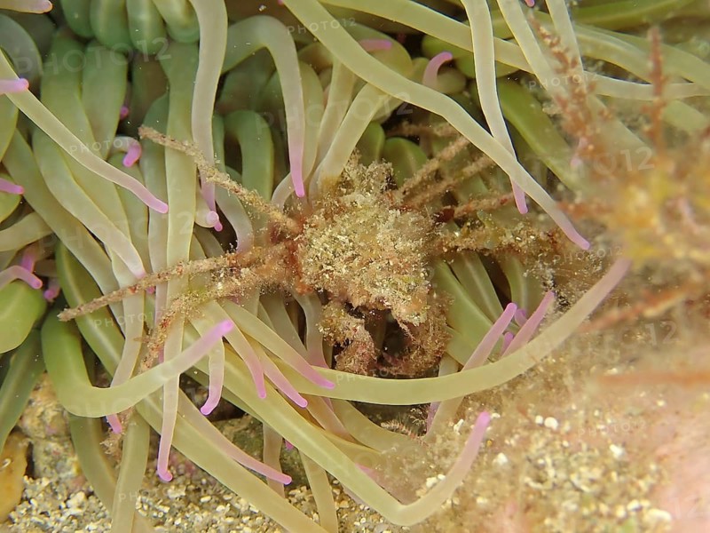 Long-legged ghost crab (Macropodia), Dive site Marine Reserve Cap de Creus, Rosas, Costa Brava, Spain, Mediterranean Sea, Europe