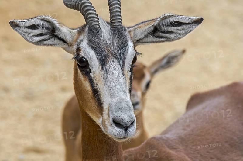 Mhorr gazelle (Nanger dama mhorr) with fawn, extinct in the wild but present in captive breeding programs, native to Africa