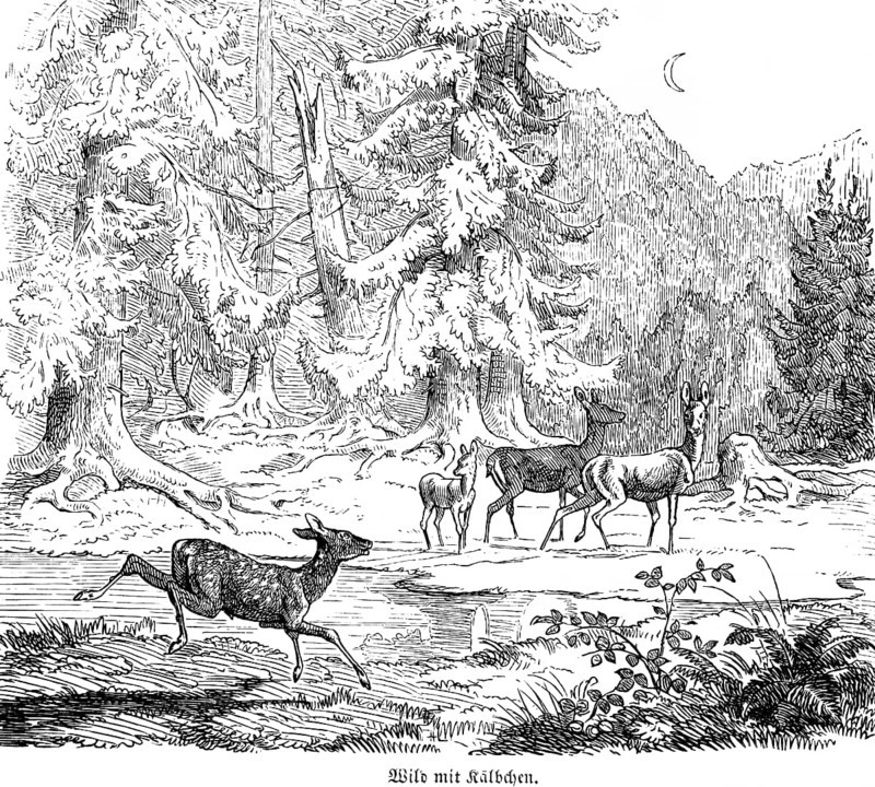 Deer with calf, Hubertus hunt, hunting scenes, wild animals, forest, clearing, night, crescent moon, pack, nature, historical illustration around 1860
