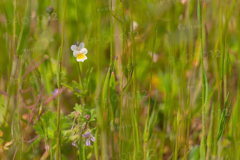Close-up, heartsease (Viola tricolor), Neustadt am Rübenberge, Germany, Europe