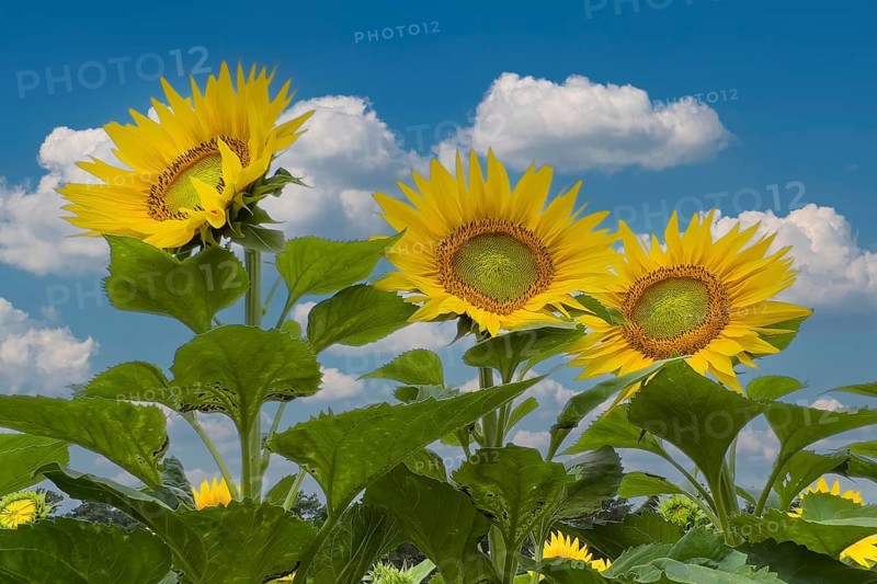 Sunflower (Helianthus annuus) Sunlight, blossom, blue sky with white clouds, summer feeling, blossoming sunflower field, Middle Elbe Biosphere Reserve, Saxony-Anhalt, Germany, Europe