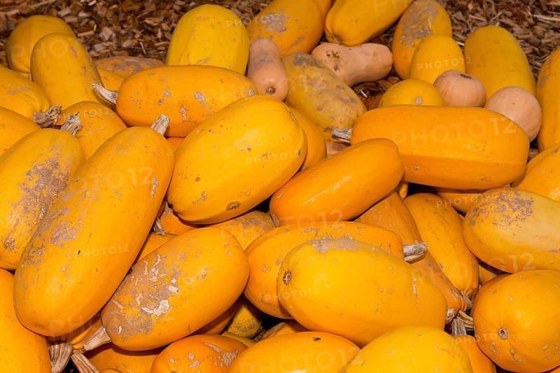 Pumpkins (Cucurbita) (Cucurbitaceae) are a genus of plants in the gourds . Five species are cultivated: Cucurbita argyrosperma, siam pumpkin (Cucurbita ficifolia), squash (Cucurbita maxima), musk squash (Cucurbita moschata) and garden pumpkin (Cucurbita pepo)