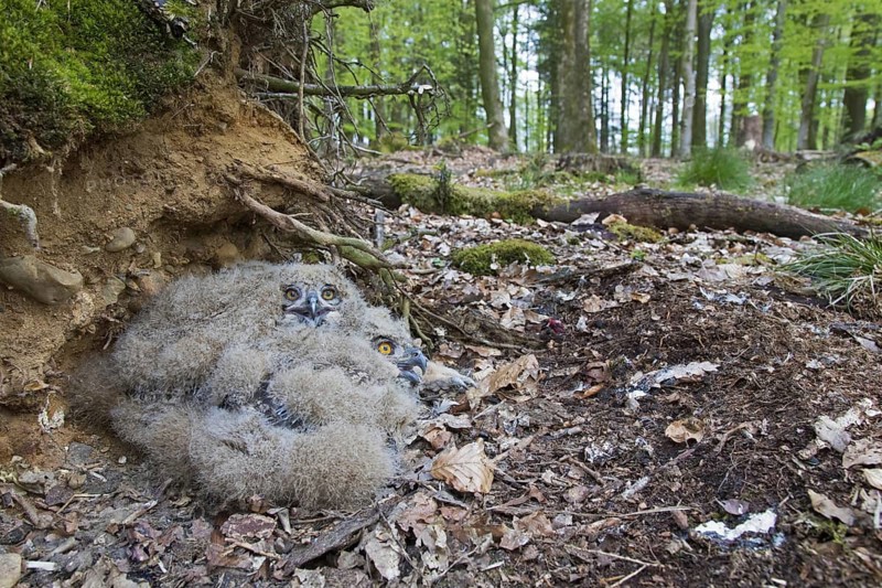 Eurasian eagle-owl (Bubo bubo), European eagle-owl two chicks in nest on the ground at base of uprooted tree in forest in spring