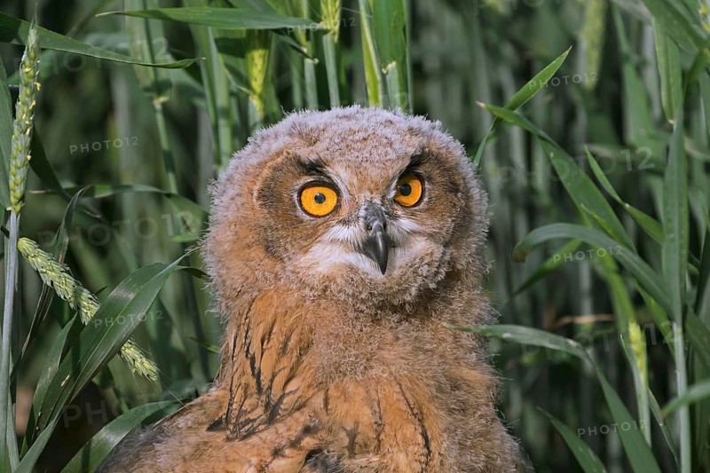 Eurasian eagle-owl (Bubo bubo), young European eagle-owl owlet sitting exposed on the ground in grassland, meadow in summer