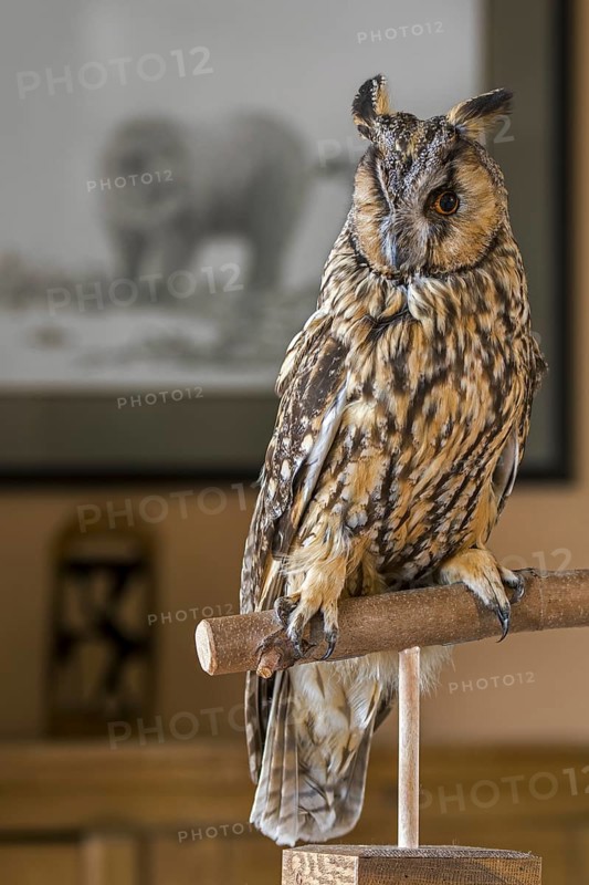 Stuffed long-eared owl (Asio otus) (Strix otus) mounted lifelike on branch in living room at home