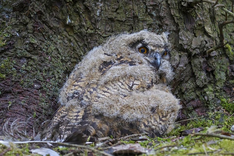 Eurasian eagle owl (Bubo bubo) chick, owlet in exposed nest on the ground at base of pine tree in coniferous forest