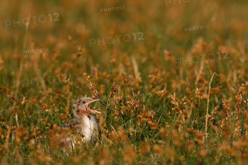 Common Tern (Sterna hirundo), young bird well trimmed in the salt marsh, jumper, young bird begging for food, Lower Saxon Wadden Sea National Park, East Frisian Islands, Lower Saxony, Germany, Europe