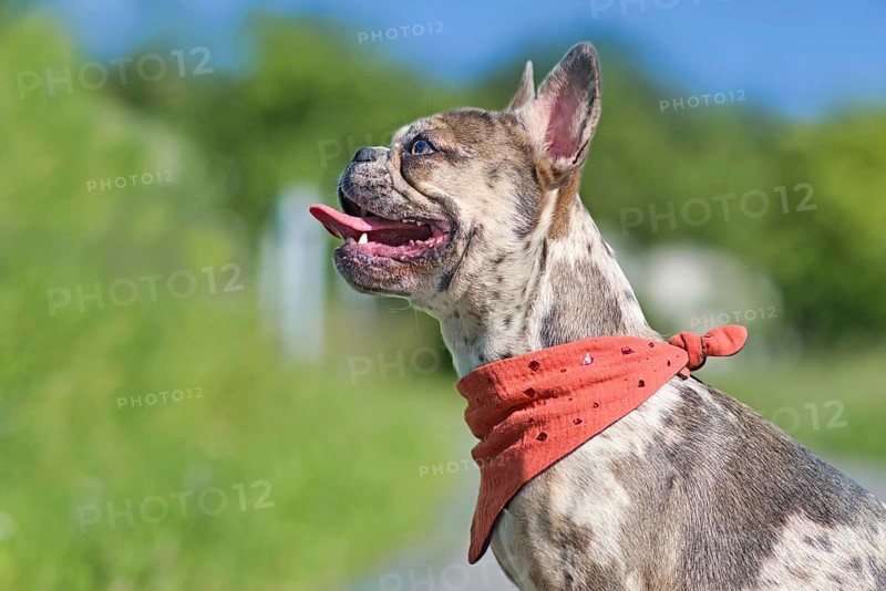 Side view of merle colored French Bulldog dog wearing red neckerchief with tongue sticking out