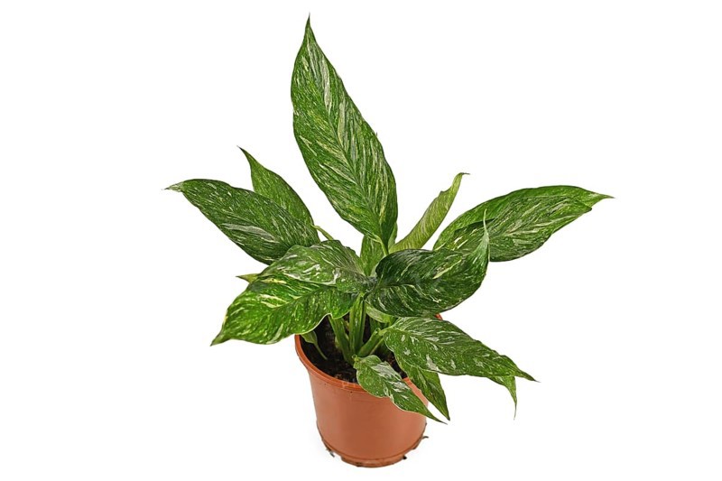 Tropical 'Spathiphyllum Diamond Variegata' houseplant with white spots in flower pot on white background
