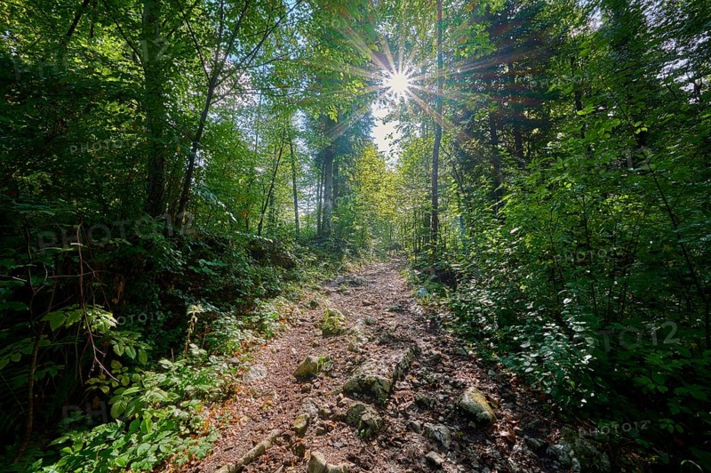 Hiking trail, Forest, Sun, Rock, Summer, Rakov Skocjan valley, Cerknica, Carniola, Slovenia, Europe