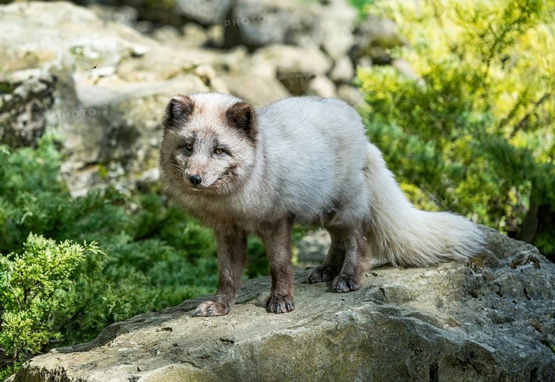 Arctic fox (Vulpes lagopus) or ice fox standing on a rock, Germany, Europe