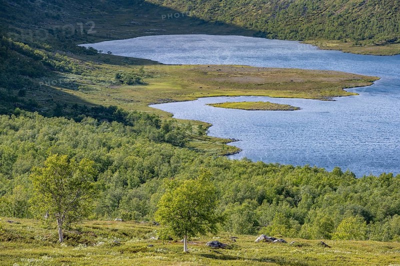 Barren mountain landscape with lake and birch forest, lake Leirungen nedre, Fjell, Oystre Slidre, Jotunheimen National Park, Norway, Europe