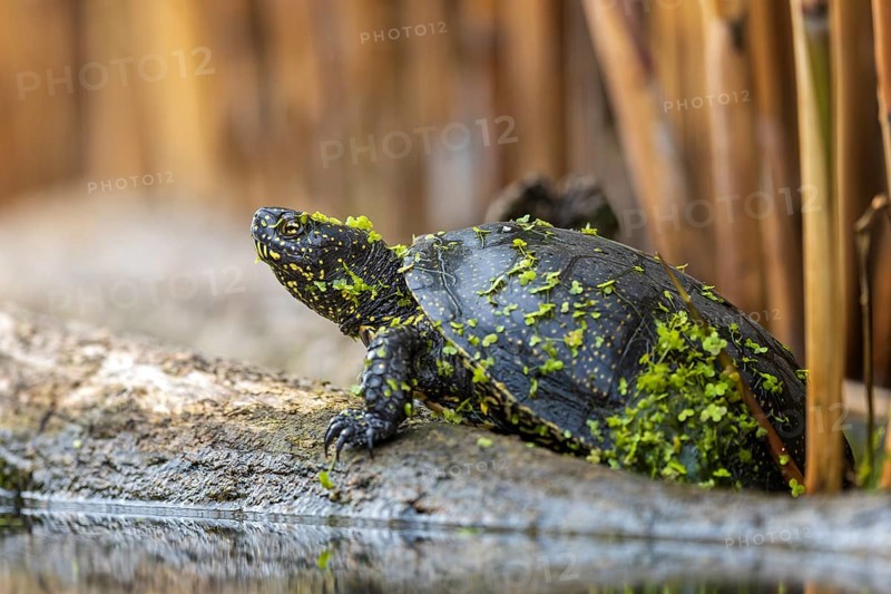 European pond turtle (Emys orbicularis), basking on tree trunk, duckweed, duckweed, resting, Kiskunsag National Park, Hungary, Europe