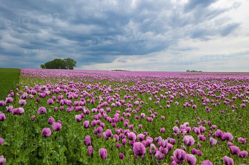 Poppy cultivation in Saxony