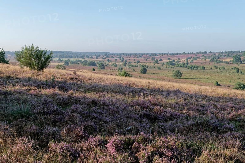 Heath blossom in the heath around the Wümmeberg in the Lüneburg Heath nature reserve. Niederhaverbeck, Lower Saxony, Germany, Europe