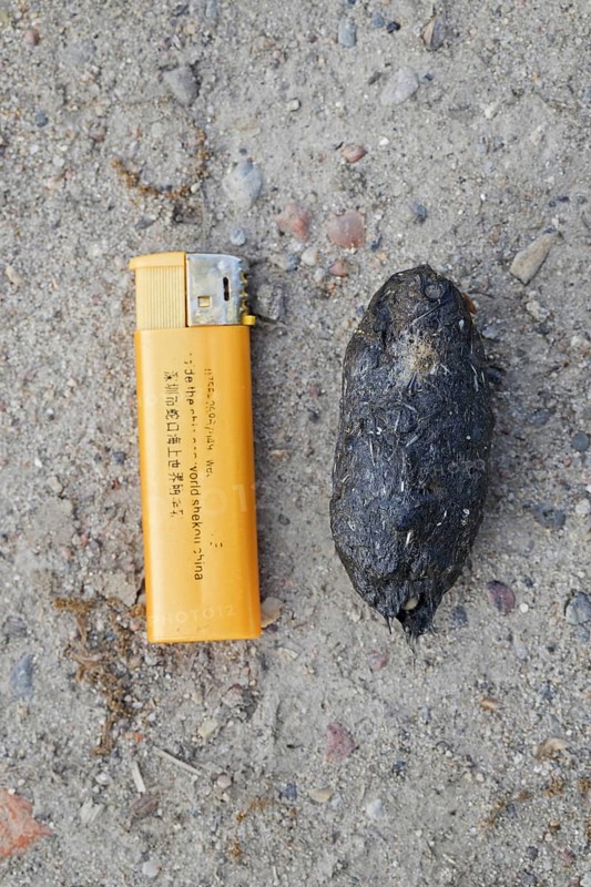 Regurgitated pellet of Eurasian eagle-owl (Bubo bubo), European eagle-owl on the ground with lighter as reference