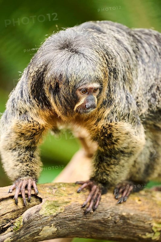 White-faced saki (Pithecia pithecia), female, portrait, captive, Germany, Europe