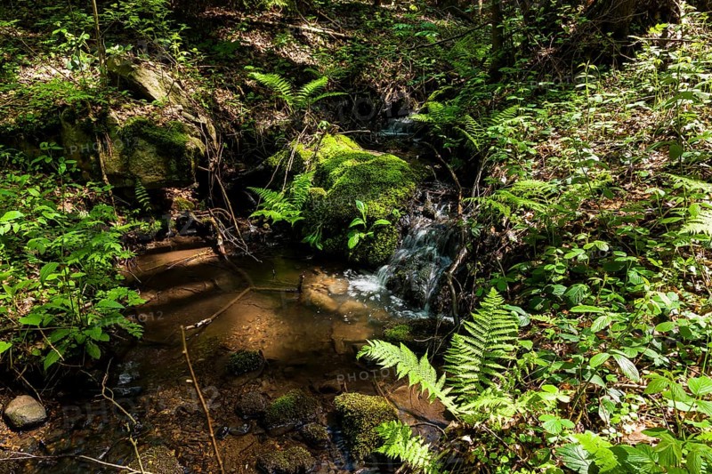 The Tharandt Forest, formerly known as the Grillenburg Forest, is a landscape in the centre of Saxony and lies southwest of the forestry town of Tharandt, south of the town of Wilsdruff