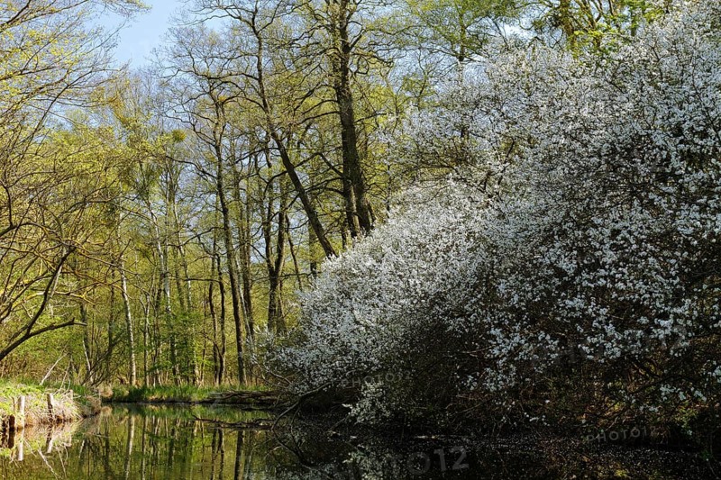 Alder forest in spring, Müritz National Park, Mecklenburg-Western Pomerania, Germany, Europe