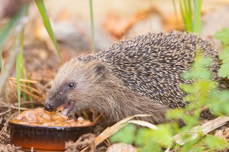 A young hedgehog just woken up from hibernation, having its first meal. Here it was fed with cat food, as it has settled directly in the living environment of humans